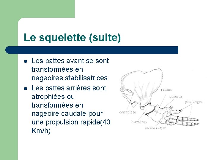 Le squelette (suite) l l Les pattes avant se sont transformées en nageoires stabilisatrices