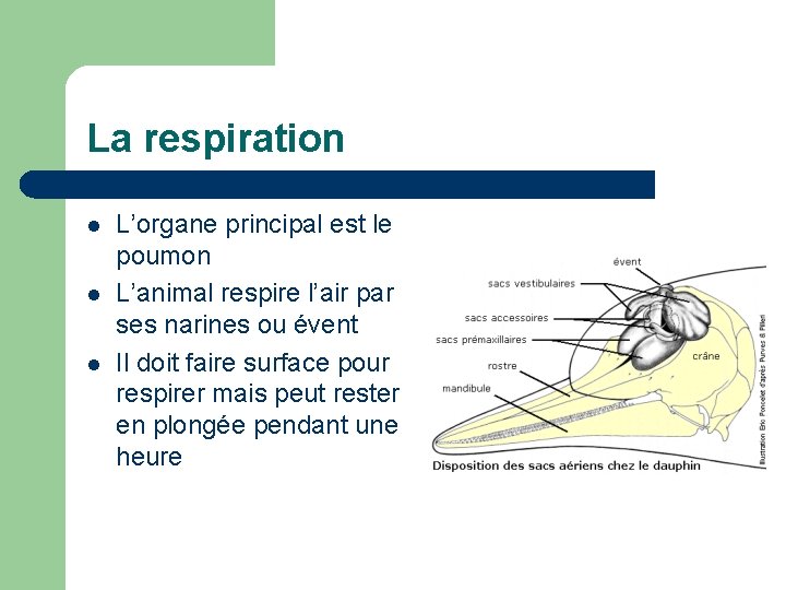 La respiration l l l L’organe principal est le poumon L’animal respire l’air par
