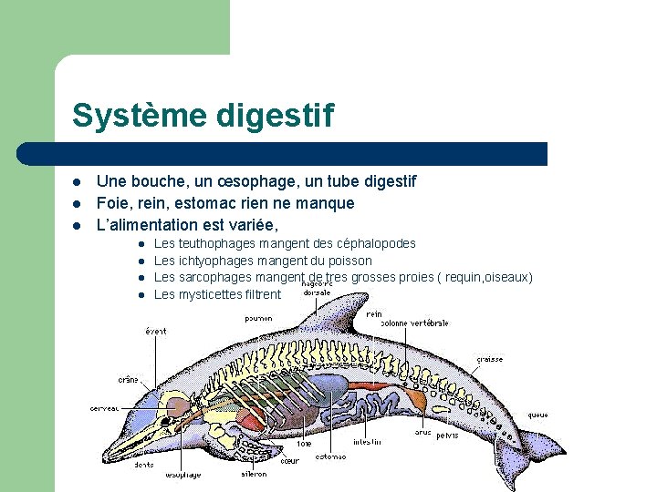 Système digestif l l l Une bouche, un œsophage, un tube digestif Foie, rein,