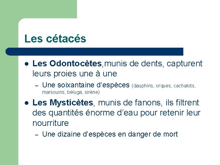 Les cétacés l Les Odontocètes, munis de dents, capturent leurs proies une à une