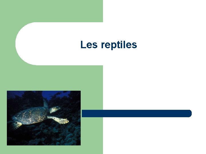 Les reptiles 