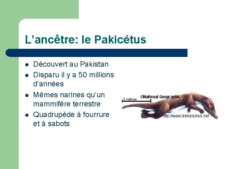 L’ancêtre: le Pakicétus l l Découvert au Pakistan Disparu il y a 50 millions