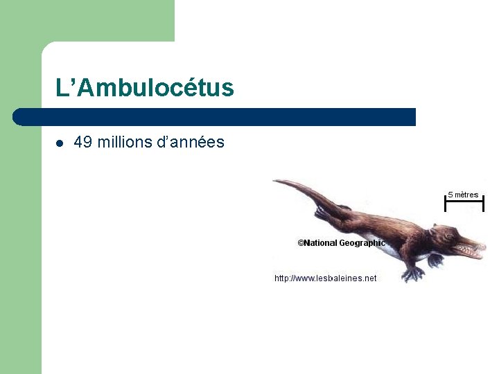 L’Ambulocétus l 49 millions d’années 