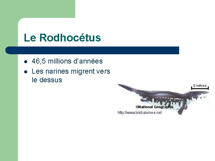 Le Rodhocétus l l 46, 5 millions d’années Les narines migrent vers le dessus