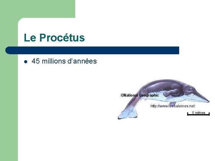 Le Procétus l 45 millions d’années 