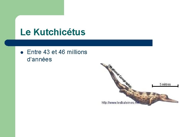 Le Kutchicétus l Entre 43 et 46 millions d’années 