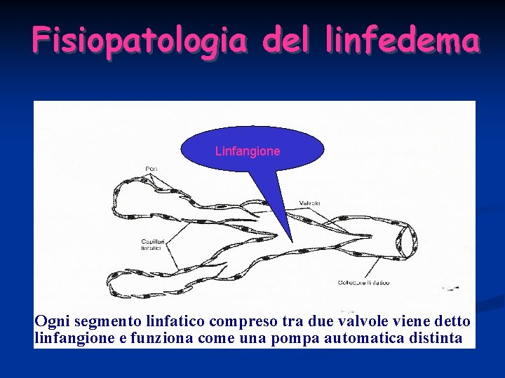 Fisiopatologia del linfedema Linfangione Ogni segmento linfatico compreso tra due valvole viene detto linfangione