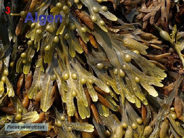 3 Algen Fucus vesiculosus 