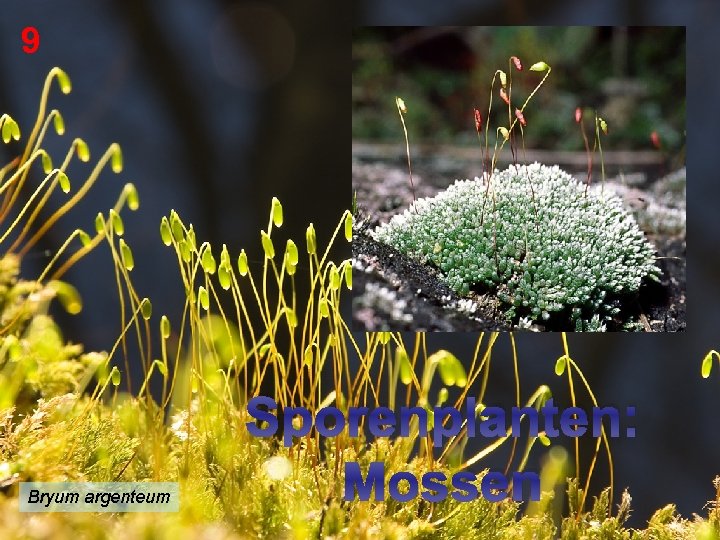 9 Bryum argenteum Sporenplanten: Mossen 