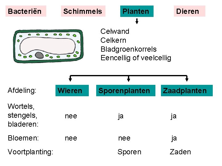 Bacteriën Schimmels Planten Dieren Celwand Celkern Bladgroenkorrels Eencellig of veelcellig Afdeling: Wieren Wortels, stengels,