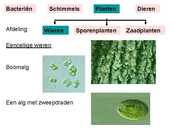 Bacteriën Afdeling: Schimmels Wieren Eencellige wieren Boomalg Een alg met zweepdraden Planten Sporenplanten Dieren