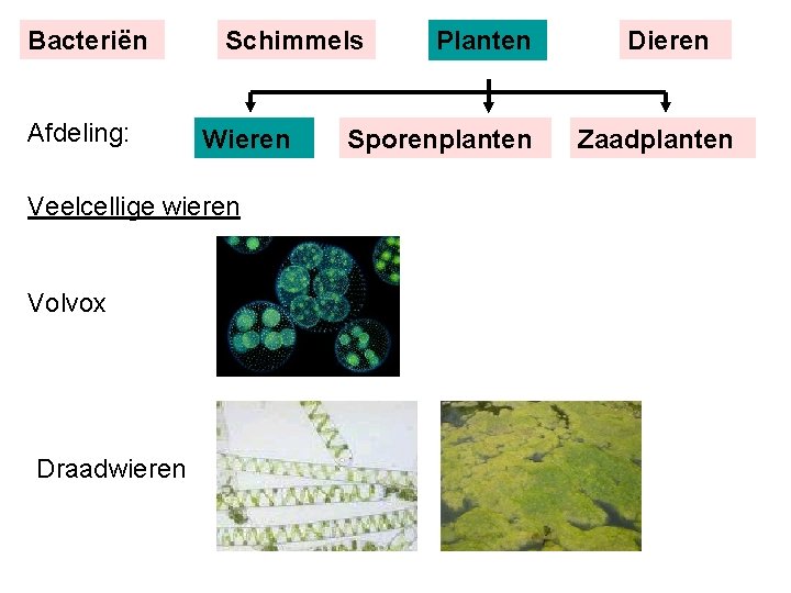 Bacteriën Afdeling: Schimmels Wieren Veelcellige wieren Volvox Draadwieren Planten Sporenplanten Dieren Zaadplanten 