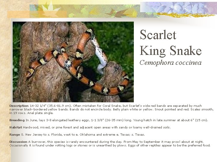 Scarlet King Snake Cemophora coccinea Description 14 -32 1/4" (35. 6 -81. 9 cm).
