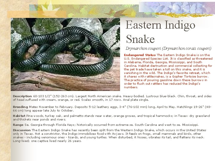 Eastern Indigo Snake Drymarchon couperi (Drymarchon corais couperi) Endangered Status The Eastern Indigo Snake