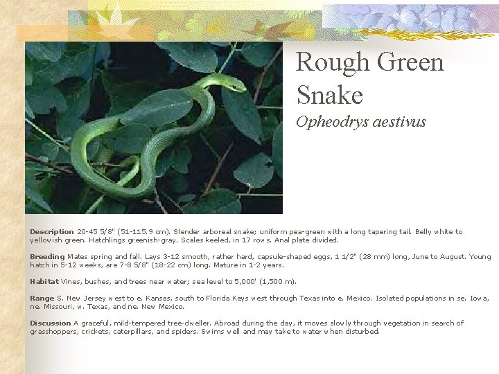 Rough Green Snake Opheodrys aestivus Description 20 -45 5/8" (51 -115. 9 cm). Slender