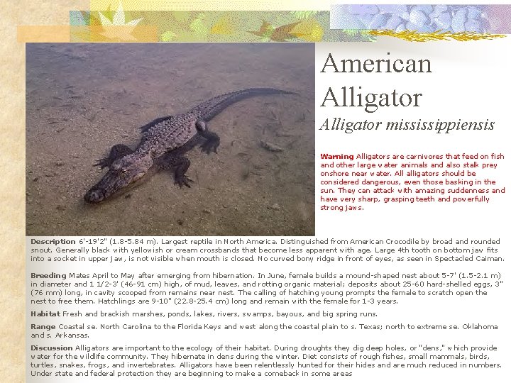 American Alligator mississippiensis Warning Alligators are carnivores that feed on fish and other large