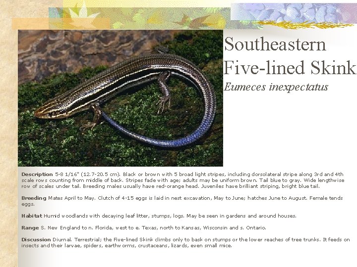 Southeastern Five-lined Skink Eumeces inexpectatus Description 5 -8 1/16" (12. 7 -20. 5 cm).