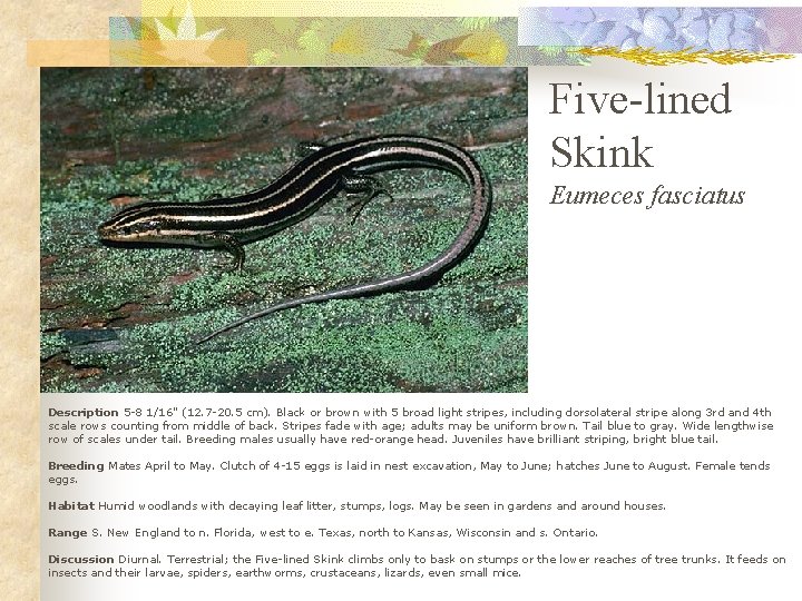 Five-lined Skink Eumeces fasciatus Description 5 -8 1/16" (12. 7 -20. 5 cm). Black