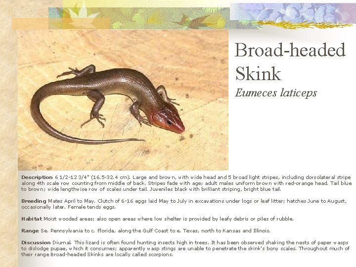 Broad-headed Skink Eumeces laticeps Description 6 1/2 -12 3/4" (16. 5 -32. 4 cm).