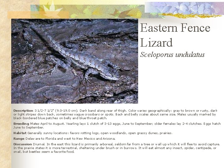 Eastern Fence Lizard Sceloporus undulatus Description 3 1/2 -7 1/2" (9. 0 -19. 0