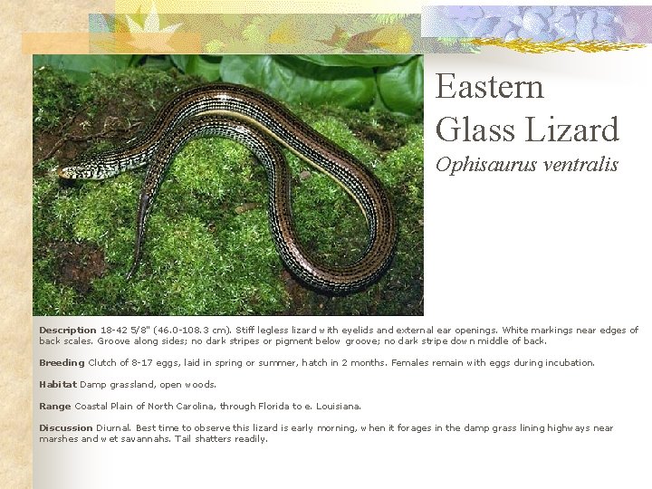 Eastern Glass Lizard Ophisaurus ventralis Description 18 -42 5/8" (46. 0 -108. 3 cm).