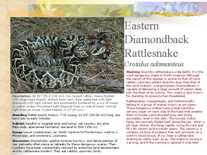 Eastern Diamondback Rattlesnake Crotalus adamanteus Description 36 -96" (91. 4 -244 cm). Our largest