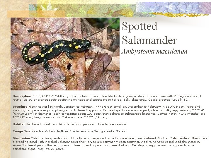 Spotted Salamander Ambystoma maculatum Description 6 -9 3/4" (15. 2 -24. 8 cm). Stoutly