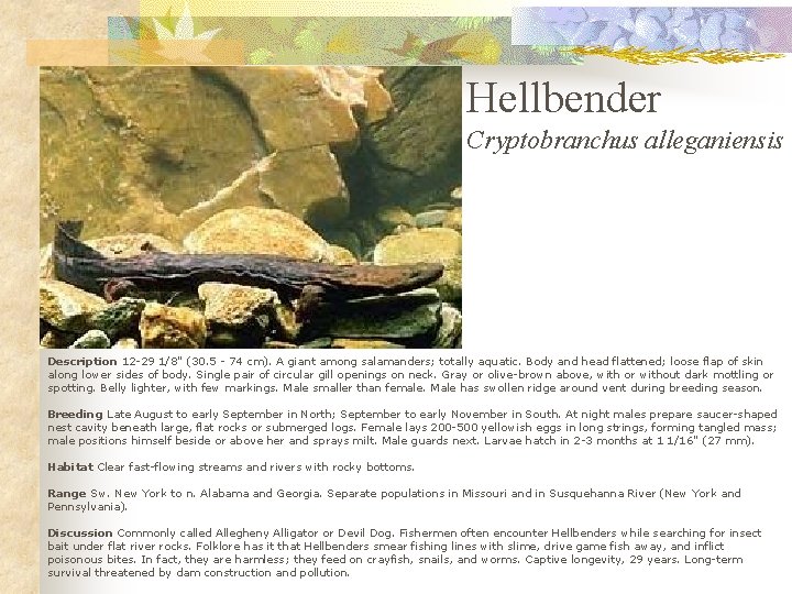 Hellbender Cryptobranchus alleganiensis Description 12 -29 1/8" (30. 5 - 74 cm). A giant