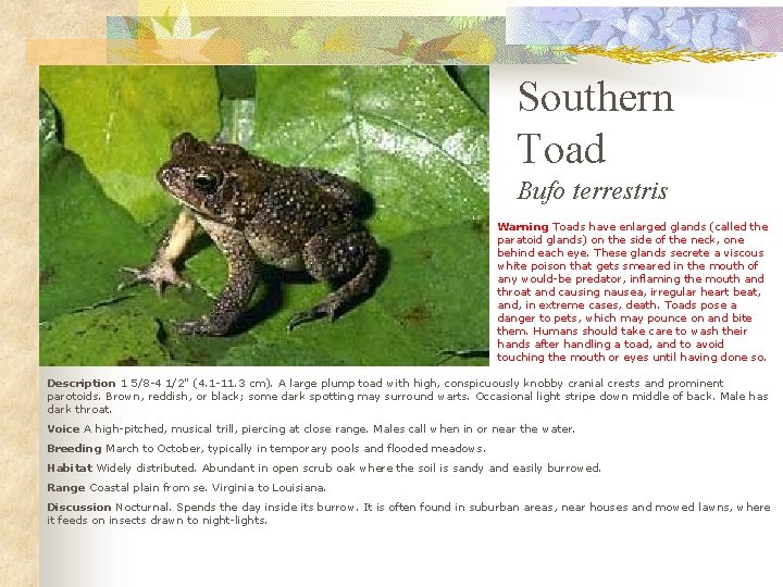 Southern Toad Bufo terrestris Warning Toads have enlarged glands (called the paratoid glands) on