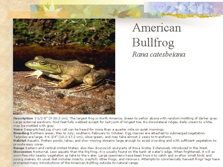 American Bullfrog Rana catesbeiana Description 3 1/2 -8" (9 -20. 3 cm). The largest