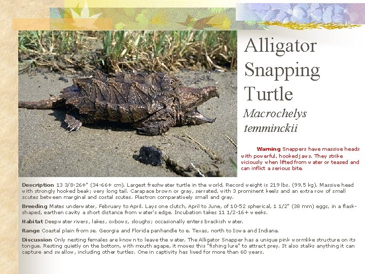 Alligator Snapping Turtle Macrochelys temminckii Warning Snappers have massive heads with powerful, hooked jaws.