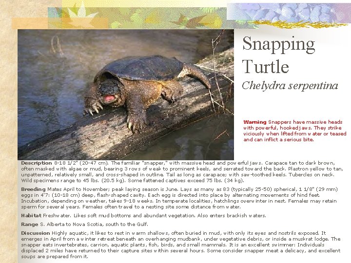 Snapping Turtle Chelydra serpentina Warning Snappers have massive heads with powerful, hooked jaws. They