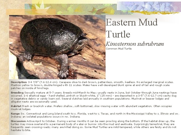 Eastern Mud Turtle Kinosternon subrubrum Common Mud Turtle Description 3 -4 7/8" (7. 6