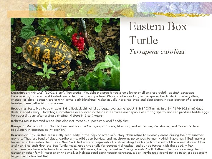 Eastern Box Turtle Terrapene carolina Description 4 -8 1/2" (10 -21. 6 cm). Terrestrial.