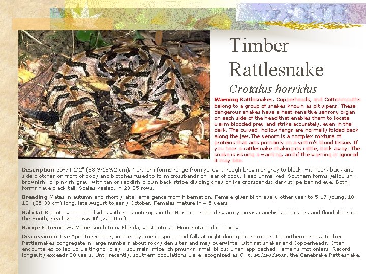 Timber Rattlesnake Crotalus horridus Warning Rattlesnakes, Copperheads, and Cottonmouths belong to a group of