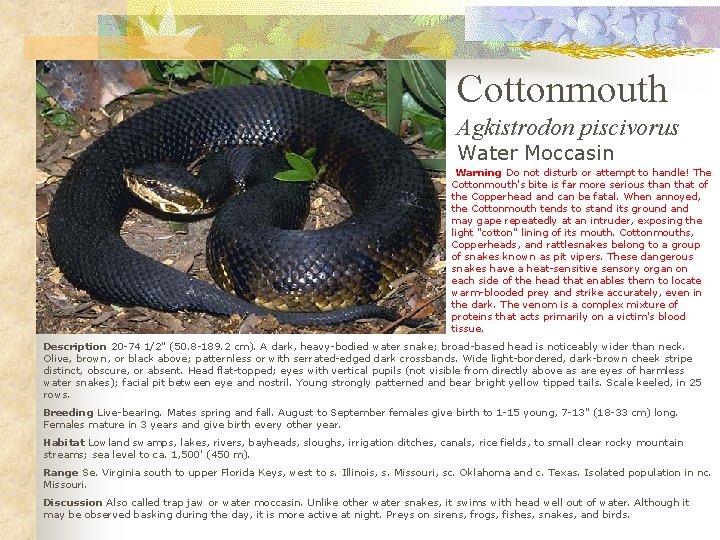 Cottonmouth Agkistrodon piscivorus Water Moccasin Warning Do not disturb or attempt to handle! The