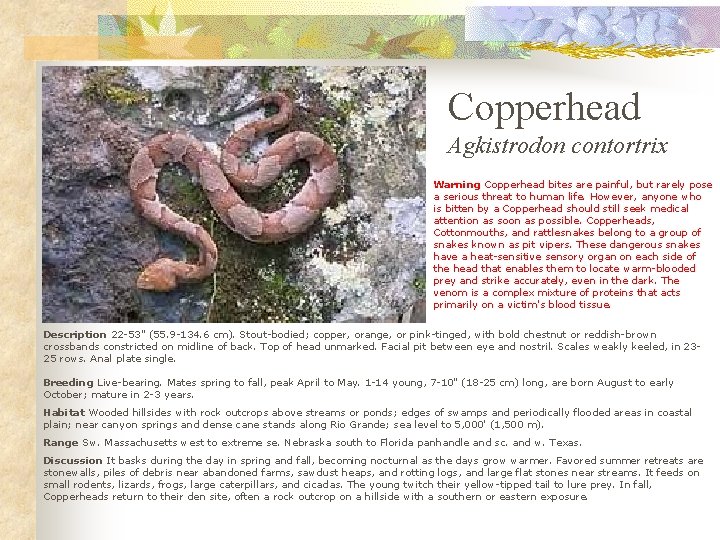 Copperhead Agkistrodon contortrix Warning Copperhead bites are painful, but rarely pose a serious threat