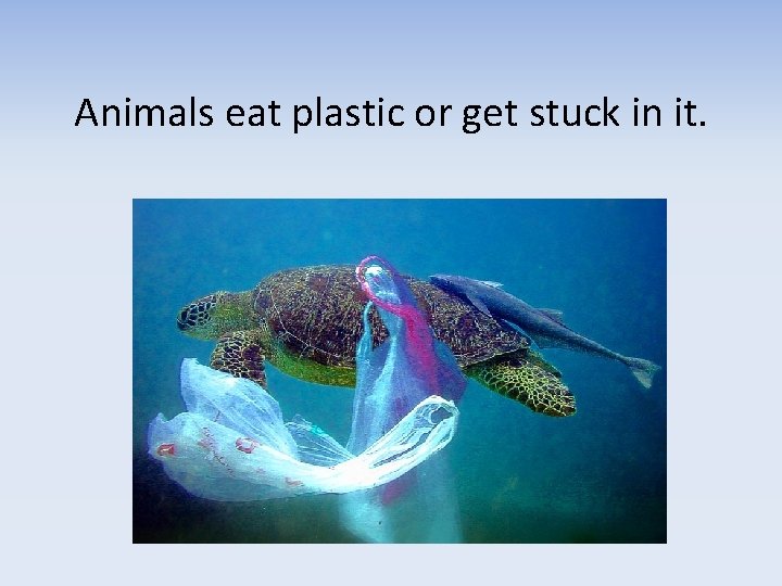 Animals eat plastic or get stuck in it. 