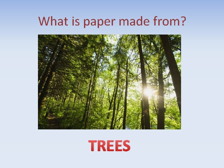 What is paper made from? TREES 