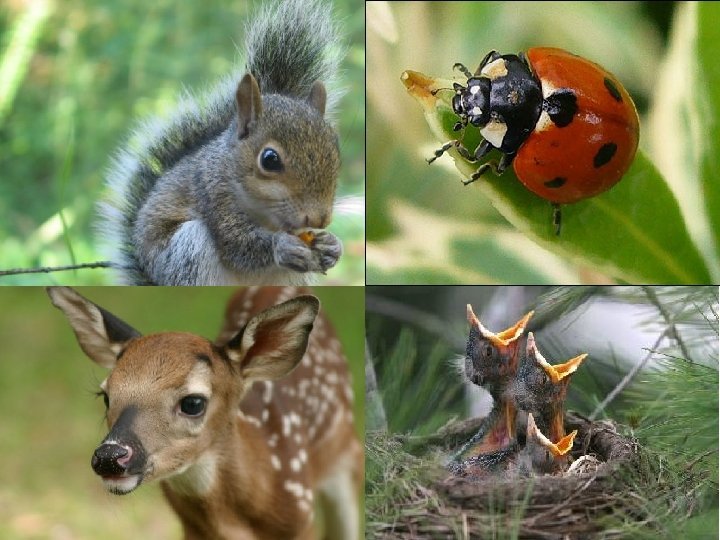 What sort of animals live in forests? 