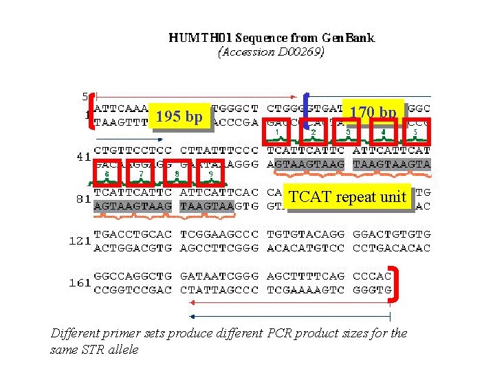 195 bp 170 bp TCAT repeat unit Different primer sets produce different PCR product