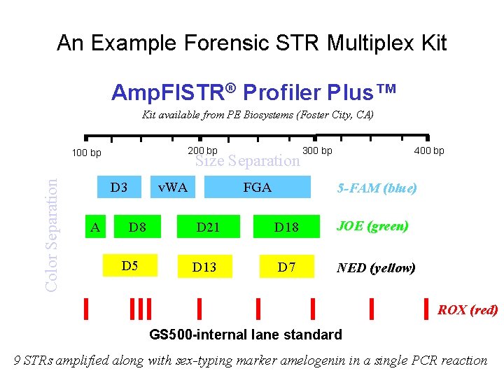 An Example Forensic STR Multiplex Kit Amp. Fl. STR® Profiler Plus™ Kit available from