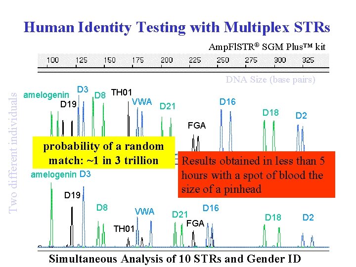 Human Identity Testing with Multiplex STRs Two different individuals Amp. Fl. STR® SGM Plus™
