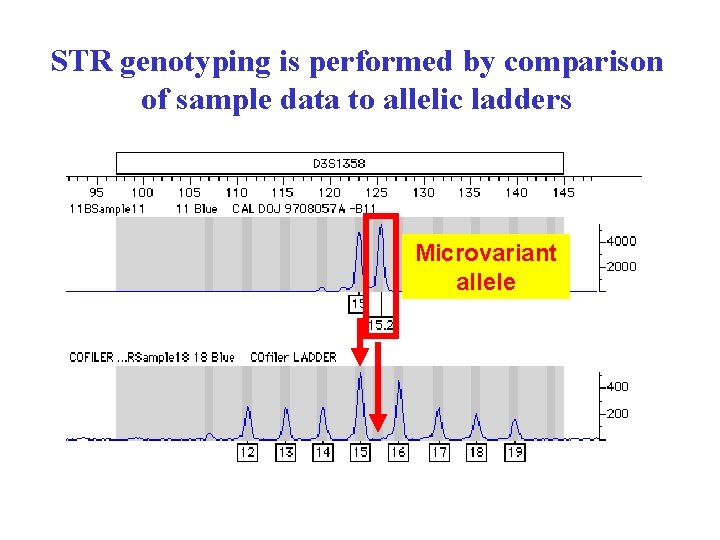 STR genotyping is performed by comparison of sample data to allelic ladders Microvariant allele