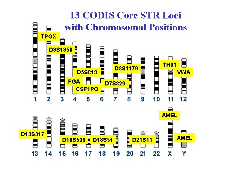 13 CODIS Core STR Loci with Chromosomal Positions TPOX D 3 S 1358 D