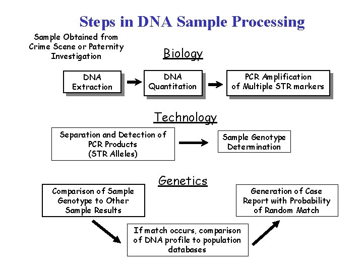 Steps in DNA Sample Processing Sample Obtained from Crime Scene or Paternity Investigation Biology