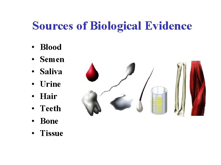 Sources of Biological Evidence • • Blood Semen Saliva Urine Hair Teeth Bone Tissue