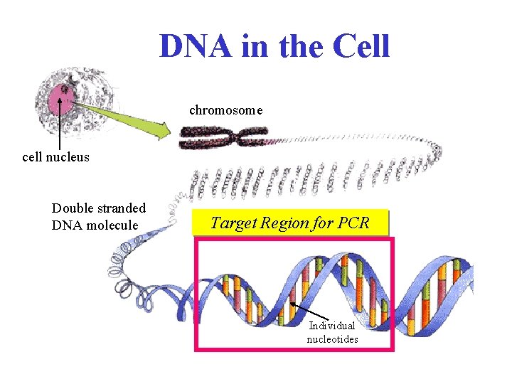 DNA in the Cell chromosome cell nucleus Double stranded DNA molecule Target Region for
