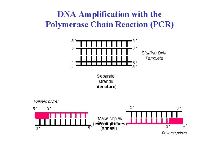 DNA Amplification with the Polymerase Chain Reaction (PCR) 5’ 3’ 3’ 3’ 5’ 5’