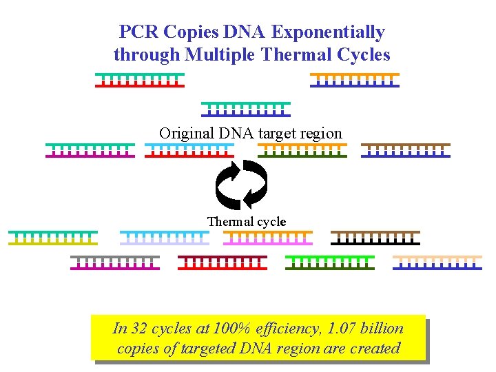 PCR Copies DNA Exponentially through Multiple Thermal Cycles Original DNA target region Thermal cycle